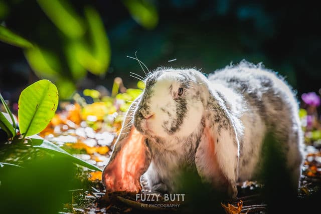 Pet boarding service Scales & Tails Exotic Pet Clinic Portland