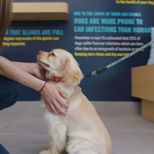 Pet boarding service Scenthound Huntington Beach