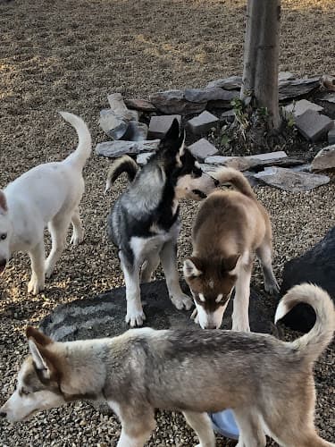 Pet boarding service Se7en Paws Hesperia