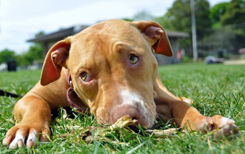 Pet boarding service Seattle Animal Shelter Seattle