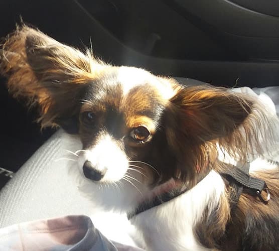 Pet boarding service Send Rover Over Eugene