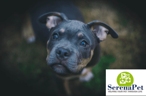 Pet boarding service SerenaPet Los Angeles