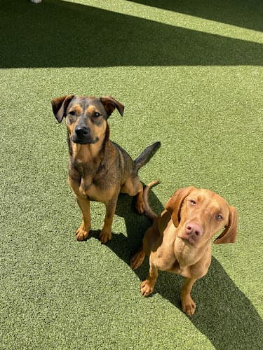 Pet boarding service Shabby Dog Ontario