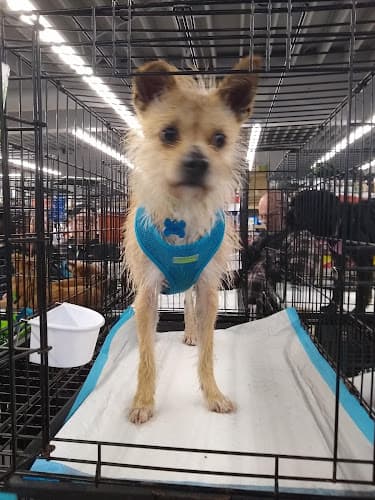 Pet boarding service Sierra Fish & Pets Renton