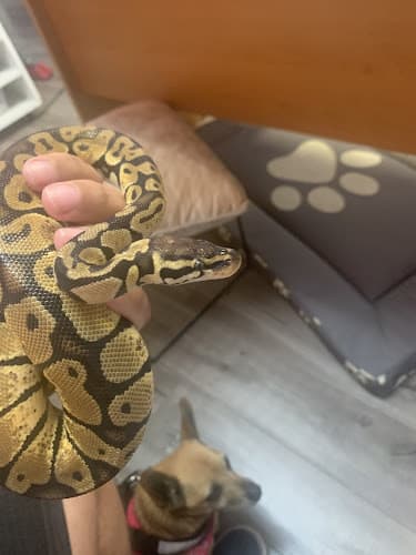 Pet boarding service Slither Sity Pythons - By Appointment Only San Leandro