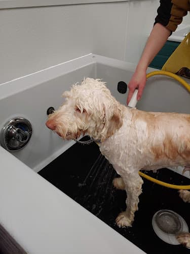 Pet boarding service Soapy Paws Salem