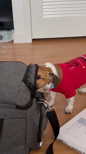 Pet boarding service SoCal Mobile Veterinary Care Escondido