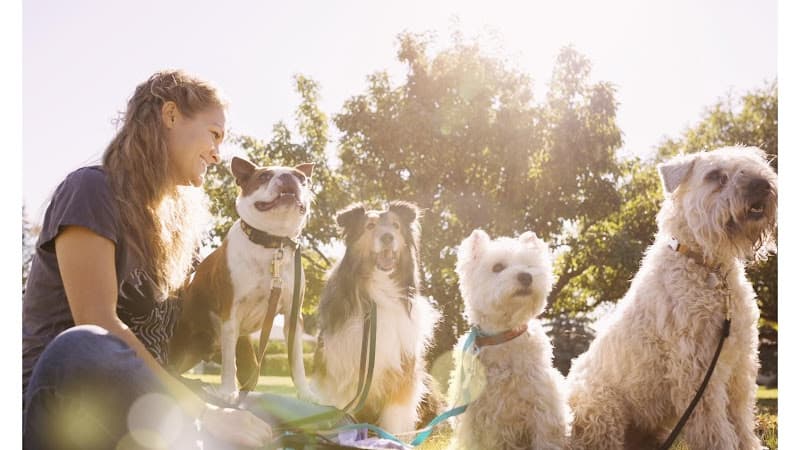 Pet boarding service Soundview Veterinary Hospital Tacoma