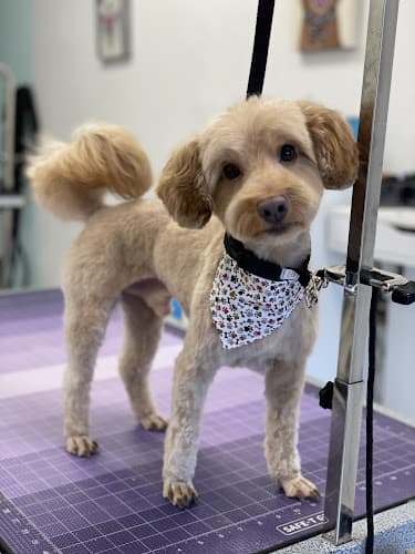 Pet boarding service Southpaws Stockton