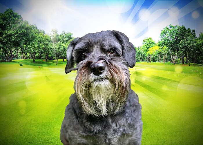 Pet boarding service Spa 4 Paws Stockton