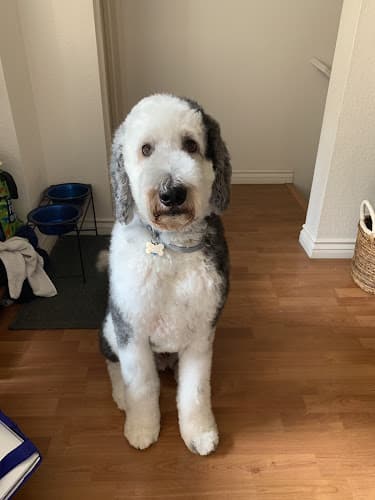 Pet boarding service Spawtlight Dog Salon & Spa San Diego