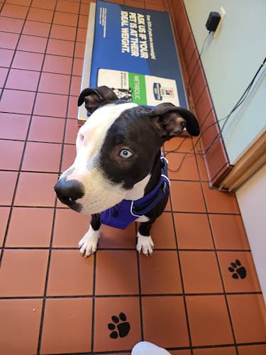 Pet boarding service Spring Glen Veterinary Kent