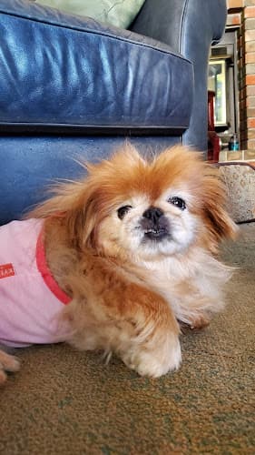 Pet boarding service Springs Veterinary Clinic Vallejo