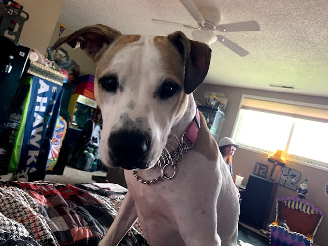 Pet boarding service St. Francis Animal Hospital Vancouver