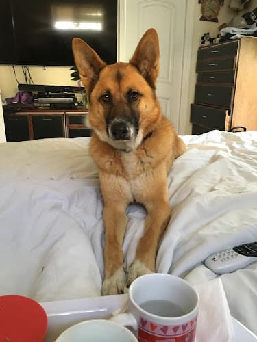 Pet boarding service St Francis Pet Clinic Santa Barbara