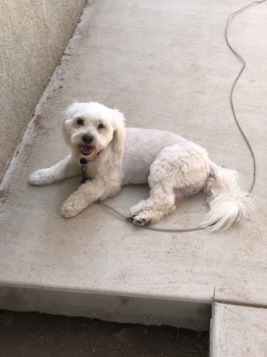 Pet boarding service Star Struck Grooming Salon Corona