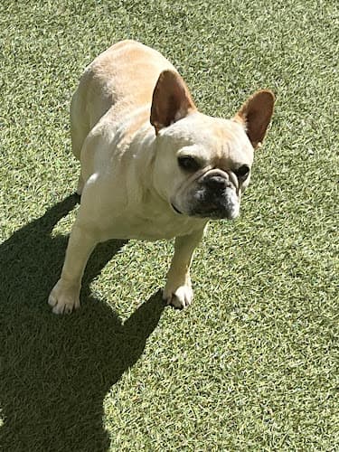 Pet boarding service Starr Pet Resort Sacramento