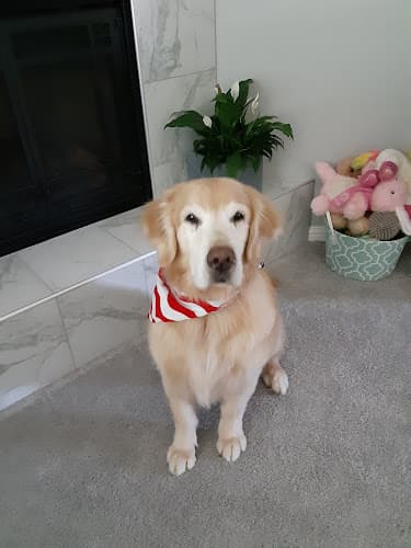 Pet boarding service Stonelake Animal Hospital Elk Grove