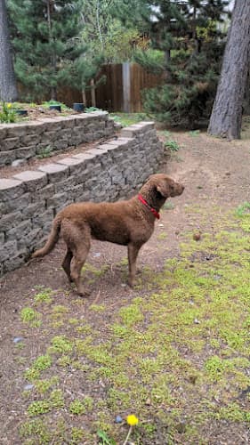 Pet boarding service Stride Canine Rehabilitation & Fitness Center, LLC Bend