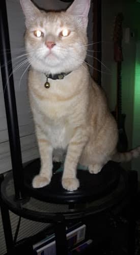 Pet boarding service Stueckle Kirt DVM Yakima