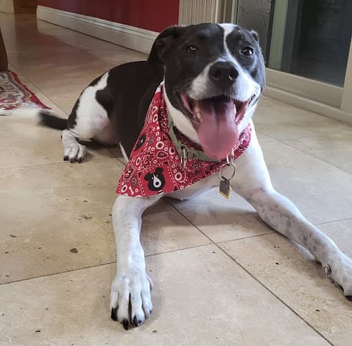 Pet boarding service Suds N Paws El Cajon