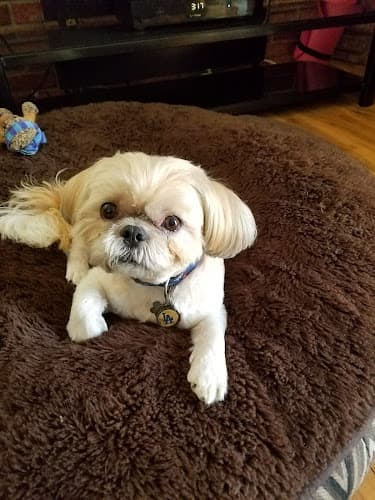 Pet boarding service Sunrise Pet Hospital Anaheim