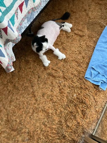 Pet boarding service Supurr Cats Portland
