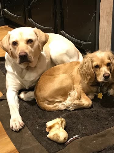 Pet boarding service Susan's Pet Boarding and Daycare Los Angeles