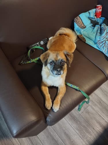 Pet boarding service Suzie's Gaye Poodle Santa Maria