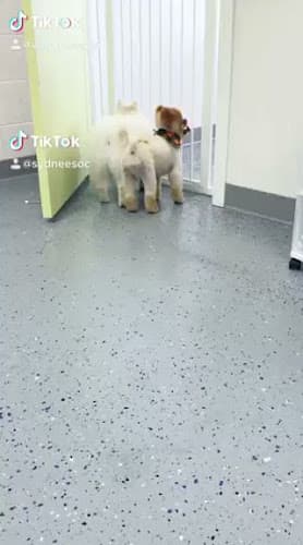 Pet boarding service Sydnee's Pet Grooming - Irvine Irvine