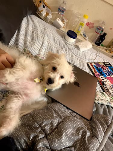 Pet boarding service Sydnee's Pet Grooming Sacramento