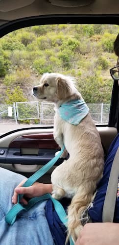Pet boarding service Tails A Waggin Oceanside