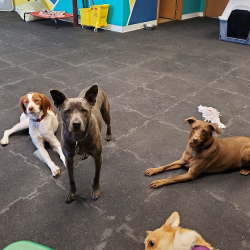 Pet boarding service Tails of the City~Dog and Puppy Daycare Seattle