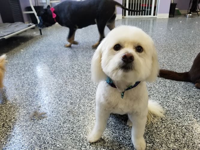 Pet boarding service Taj Mapaw Dog Spa Anaheim