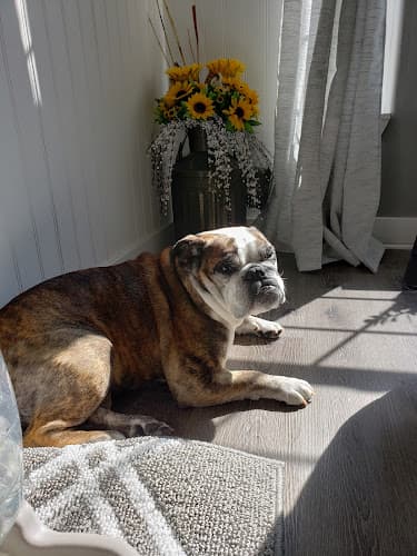 Pet boarding service Tanasbourne Veterinary Emergency Beaverton