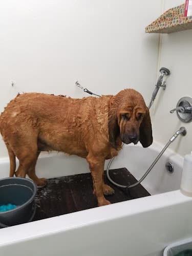 Pet boarding service Tattle Tails Fremont