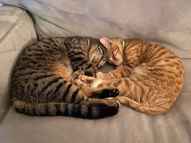 Pet boarding service The Alleycat's Oakland