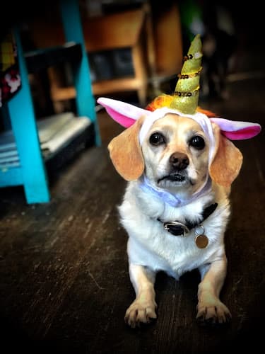 Pet boarding service The Animal House San Francisco