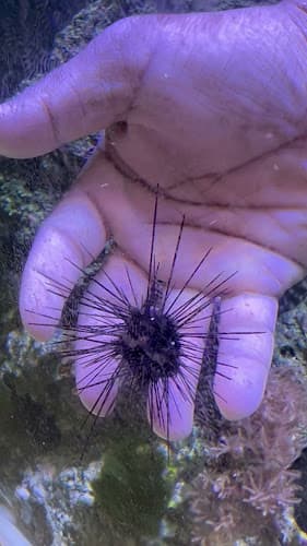 Pet boarding service The Aquarist, LLC Bakersfield