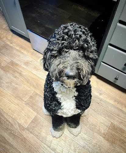 Pet boarding service The Canine Society Huntington Beach