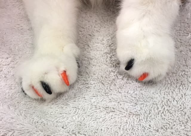 Pet boarding service The Cat Doctor Ventura
