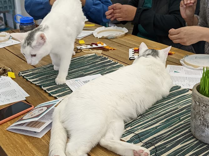 Pet boarding service The Dancing Cat San Jose