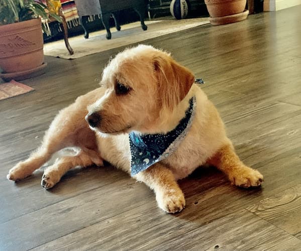 Pet boarding service The Dandy Dog Chula Vista