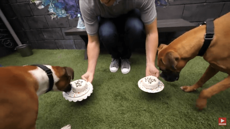 Pet boarding service The Dog Bakery - Fresh Baked Treats, Dog Birthday Cakes & Healthy Food Los Angeles