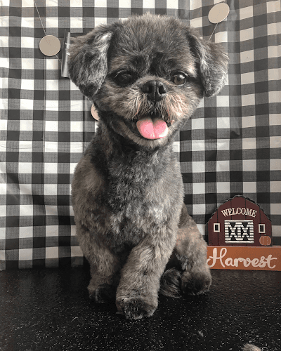 Pet boarding service The Dog Father Pet Parlor Oxnard