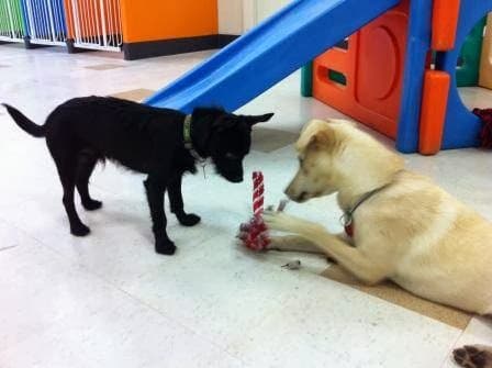 Pet boarding service The Furry Pooch San Jose