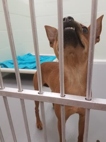 Pet boarding service The Humane Society for Tacoma & Pierce County Tacoma