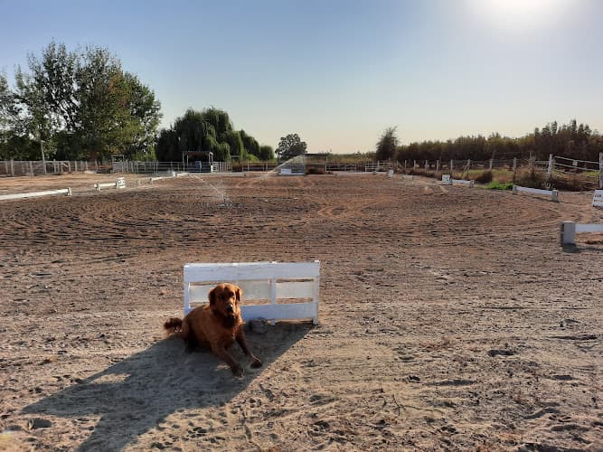 Pet boarding service The New Peachwood Horse Boarding Facility in Ceres, CA Modesto