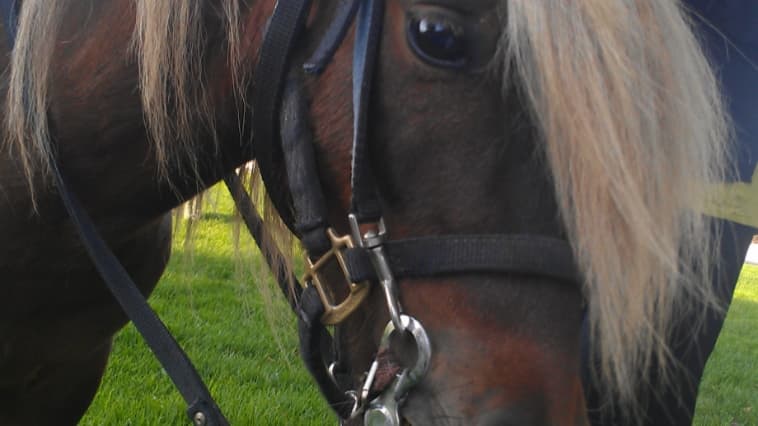 Pet boarding service The Party Pets Mobile Pony Rides And Petting Zoo- We Come To You. San Bernardino