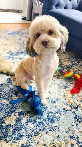 Pet boarding service The Pet Affaire Santa Monica